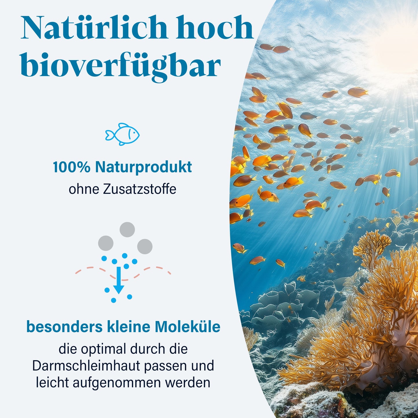 Collagen Pulver Marine